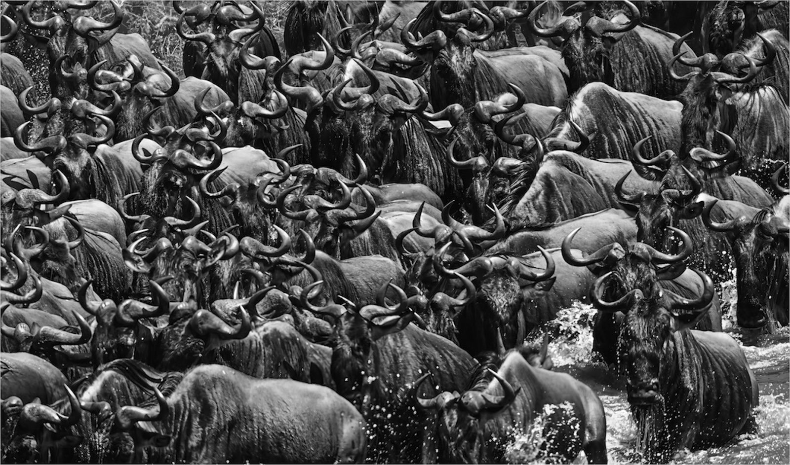 Mara River Crossing by Bob Scott (Group 37)